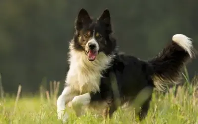 Border Collie