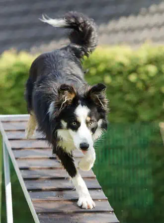 Border Collie Agility