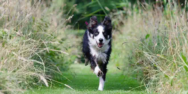 Border Collie