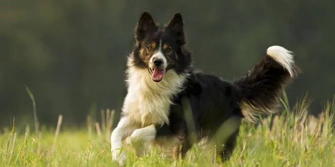 Border Collie Border Collie