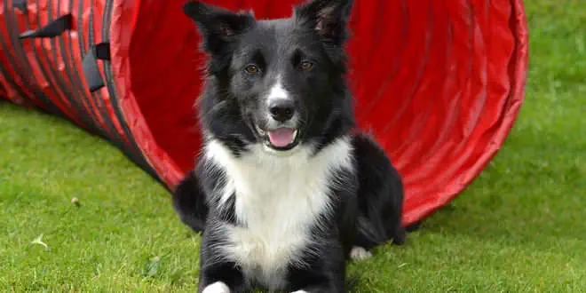 Border Collie