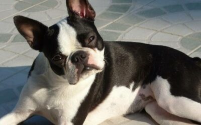 Boston Terrier » Rassebeschrei­bung des Hundes