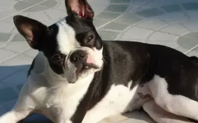 Boston Terrier » Rassebeschreibung des Hundes