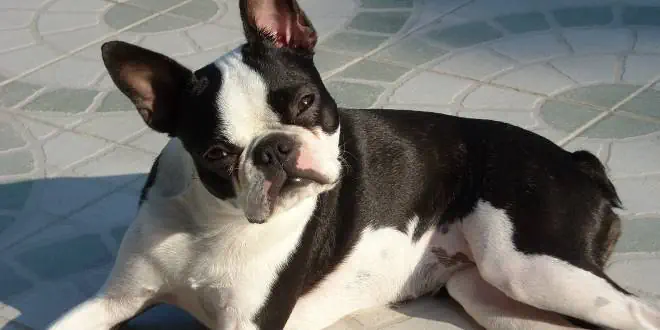 Boston Terrier » Rassebeschreibung des Hundes