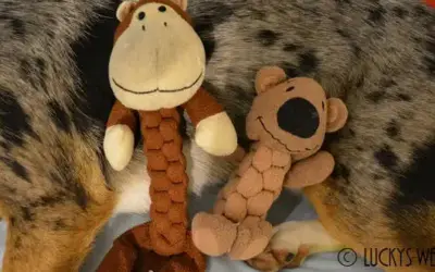 Plüschtier für Hunde – der Braidz von Kong