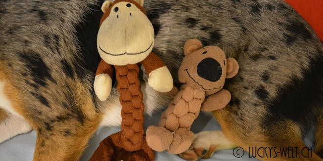 Plüschtier für Hunde – der Braidz von Kong