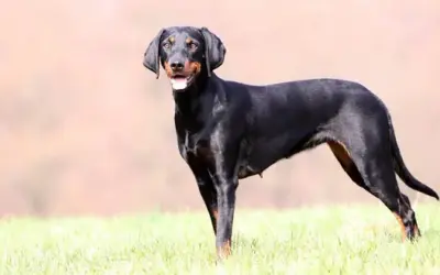 Brandlbracke (Vieräugl) » Rassebeschreibung