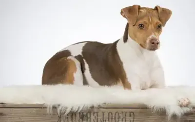 Brasilianischer Terrier / Terrier Brasileiro