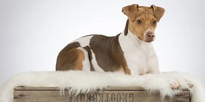 Brasilianischer Terrier / Terrier Brasileiro