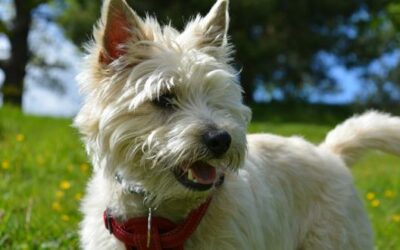 Cairn Terrier » Rassebeschrei­bung der Hunde