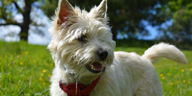 Cairn Terrier » Rassebeschrei­bung der Hunde