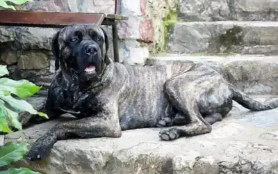 Cane Corso Italiano