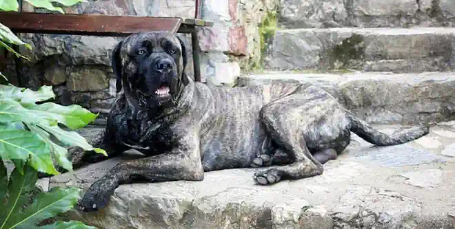 Cane Corso Cane Corso