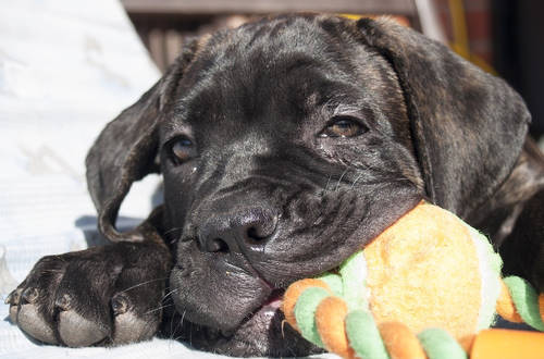 Cane Corso