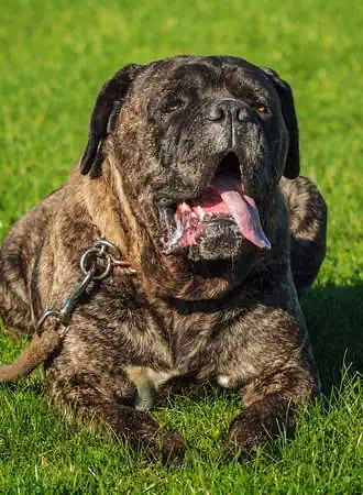 Cane Corso