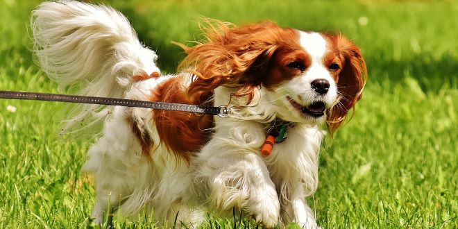 Cavalier King Charles Spaniel