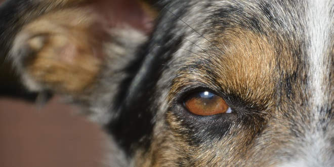 Nickhautdrüsen-Vorfall (Cherry Eye) beim Hund