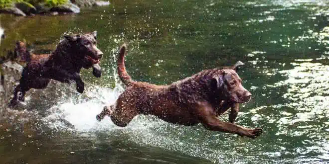 Chesapeake Bay Retriever Chesapeake Bay Retriever