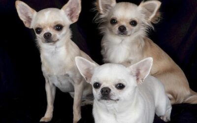 Chihuahua » Wissenswertes zur kleinsten Hunderasse