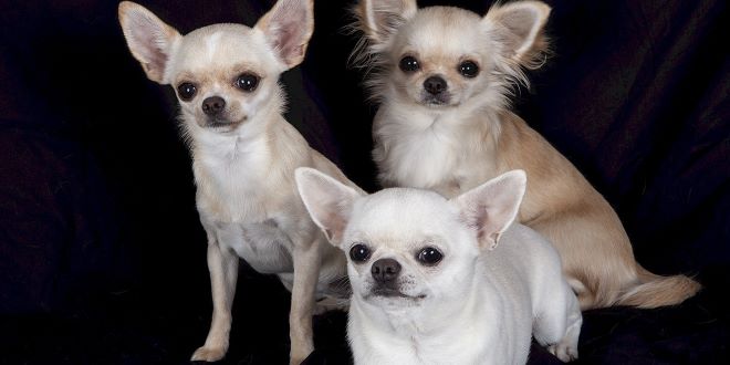 Chihuahua » Wissenswertes zur kleinsten Hunderasse