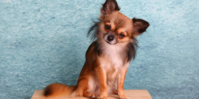 Chihuahua - die kleinste Hunderasse