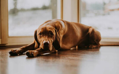 Chronische Niereninsuffizienz (CNI) beim Hund