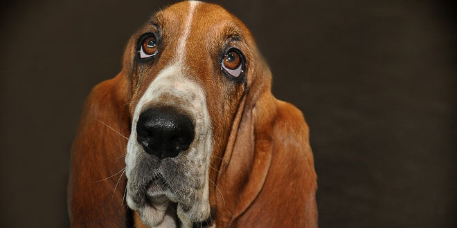 Collie Eye Anomalie (CEA) bei Hunden