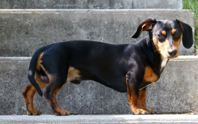 Dackel (Dachshund) » Rassebeschrei­bung des Teckels