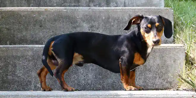 Dackel (Dachshund) » Rassebeschreibung des Teckels