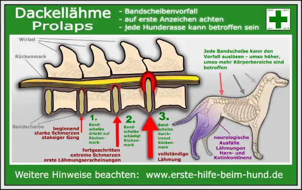 Dackellähme Prolabs: Auf Anzeichen achten, jede Hunderasse kann betroffen sein: 1. Anzeichen staksiger, schmerzender Gang.