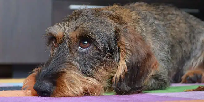 Dackellähme (Diskopathie) beim Hund