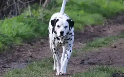 Dalmatiner » Rassebeschreibung