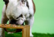 Das beste Bio-Hundefutter laut Öko-Test
