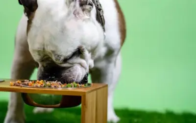 Das beste Bio-Hundefutter laut Öko-Test