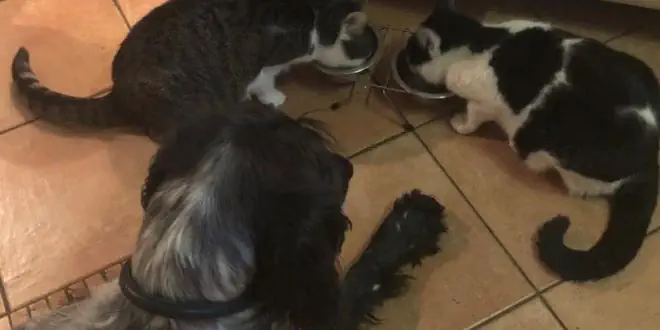 Der Große Münsterländer und Katzen