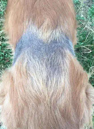 Dermatomyositis