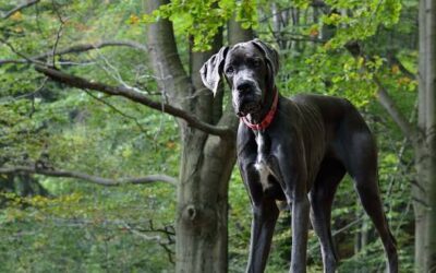 Deutsche Dogge » Rassebeschrei­bung
