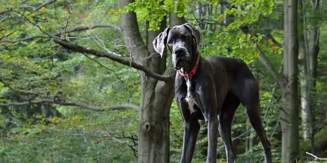 Deutsche Dogge » Rassebeschreibung