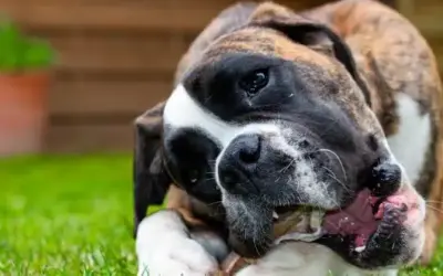 Deutscher Boxer » Rassebeschreibung