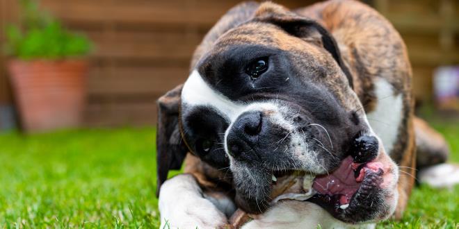 Deutscher Boxer » Rassebeschrei­bung