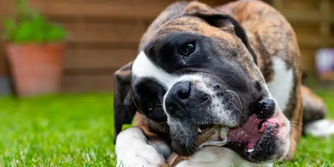 Deutscher Boxer Deutscher Boxer