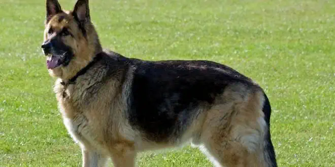 Deutscher Schäferhund » Rassebeschreibung