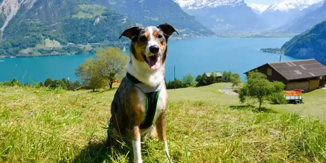 Die Grundkommandos für Hunde