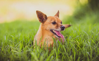 Dilatative Kardiomyopathie (DCM) beim Hund