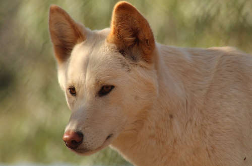 Dingo