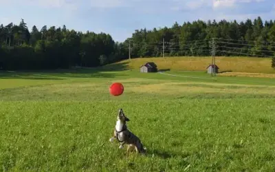 Hundefrisbee / Discdogging