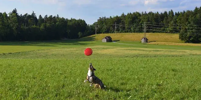 Hundefrisbee / Discdogging