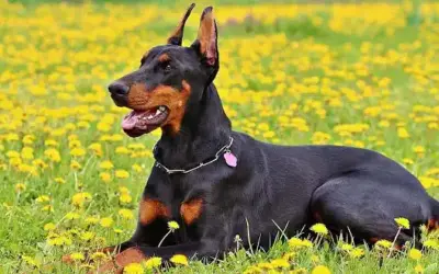 Dobermann