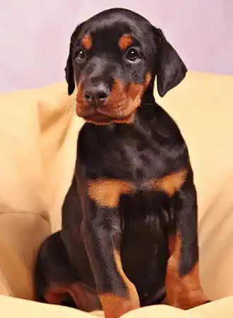 Junger Dobermann