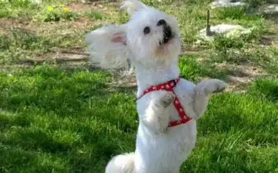 Dogdance – eine Sportart, die verbindet